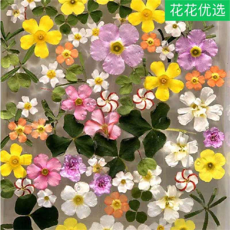 酢浆草4盆混色套装 追逐太阳的小精灵