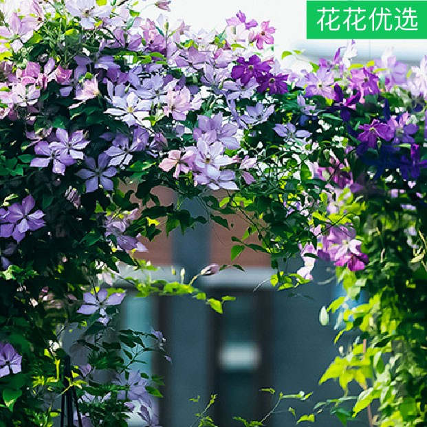 精品铁线莲 庭院阳台必备爆花植物