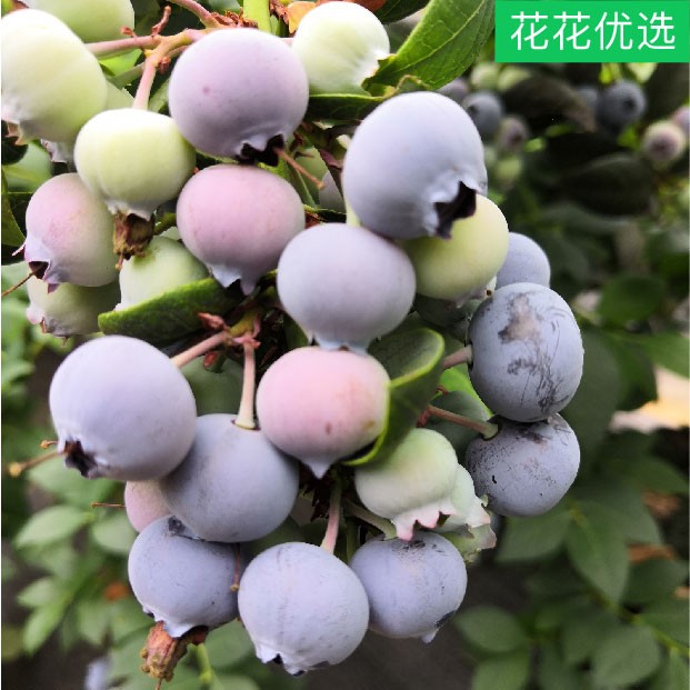 蓝莓果树果苗 庭院阳台可食用盆栽蓝莓苗