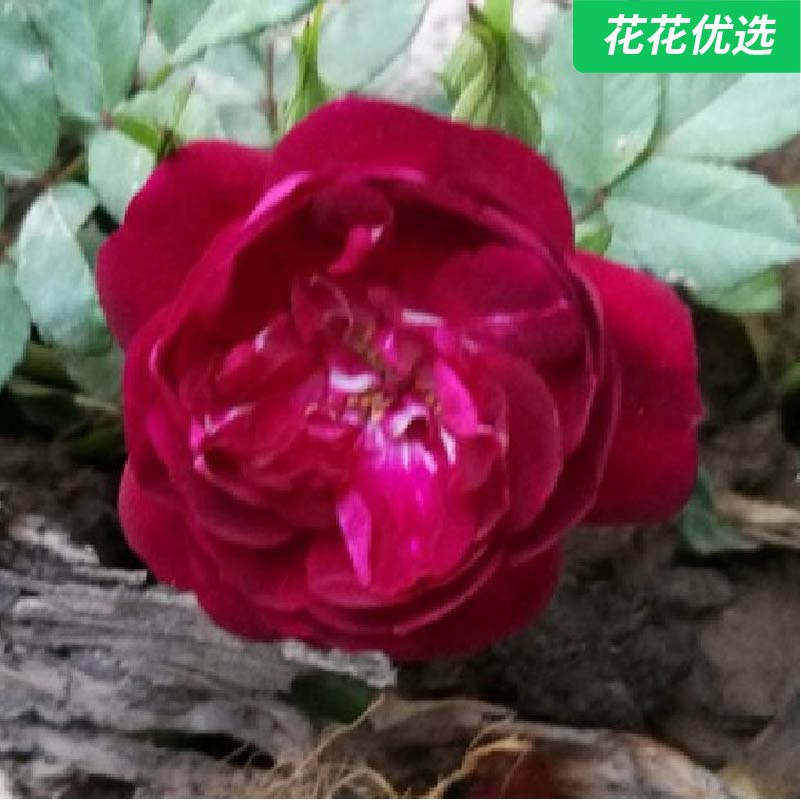 雀之舞藤本月季 花朵是紫红色 非常丰花