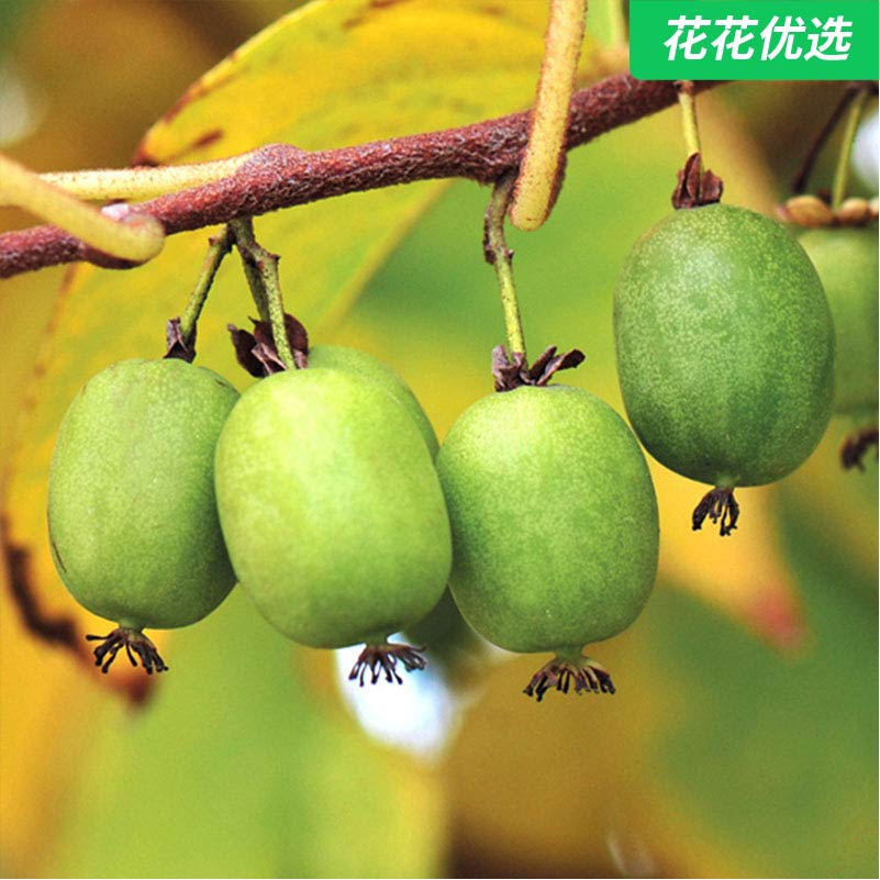 东北软枣猕猴桃，丰产好吃，第二年结果