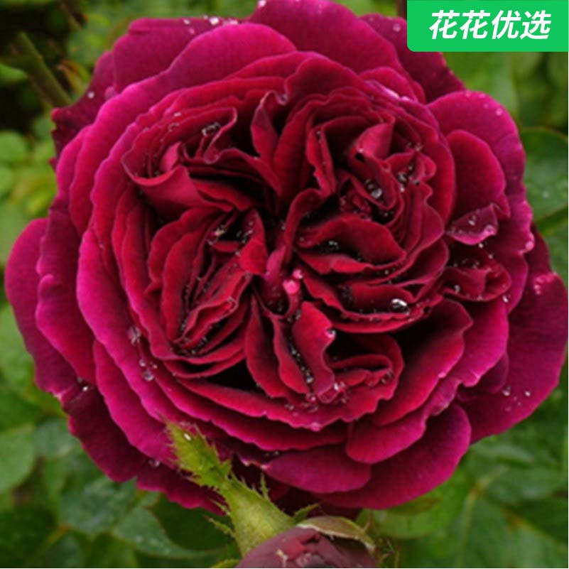 福斯塔夫月季 花浓香型小藤本简单易养紫红色花