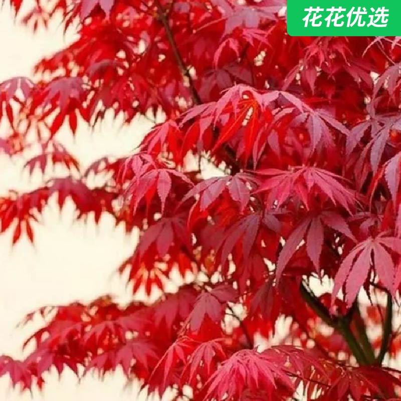红舞姬红枫，院子里一年四季红红火火，邻居看了都夸漂亮