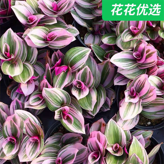 油画吊兰-室内观叶盆栽