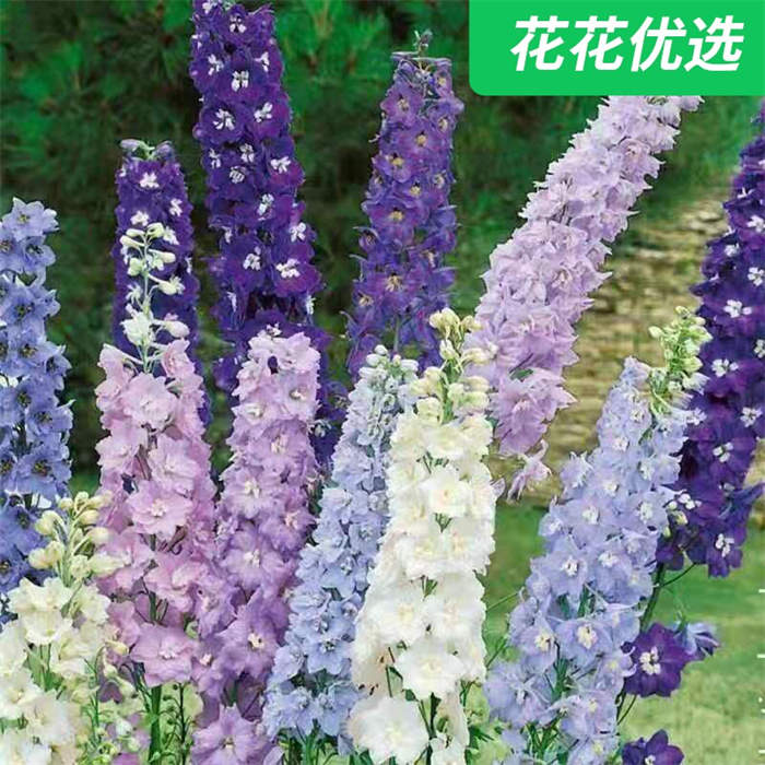 大花飞燕草，耐寒耐旱，开蓝紫色花，高级感十足，花开成塔