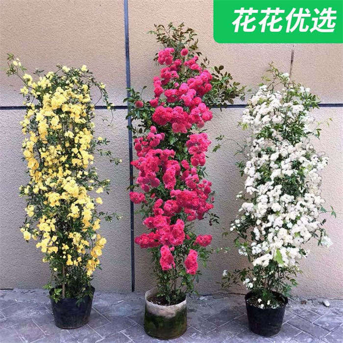 【顺丰发货】木香花苗红、黄、白三色爬藤植物  普通四季红木香开花成瀑布