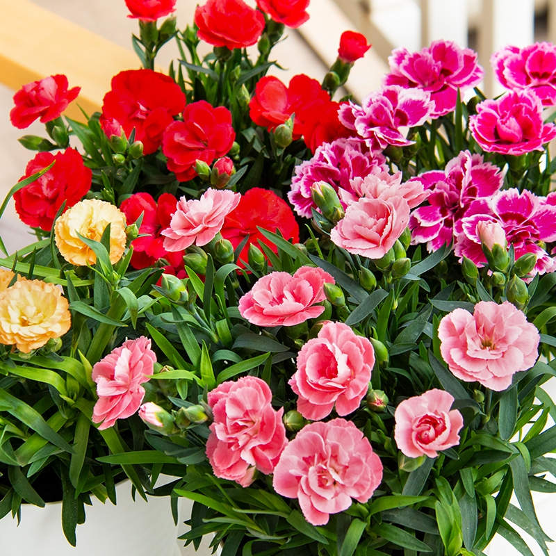 康乃馨  最适合送给母亲的花  开花又密又漂亮