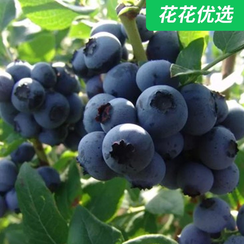 蓝莓果树苗  超多花青素  南北方均可种植