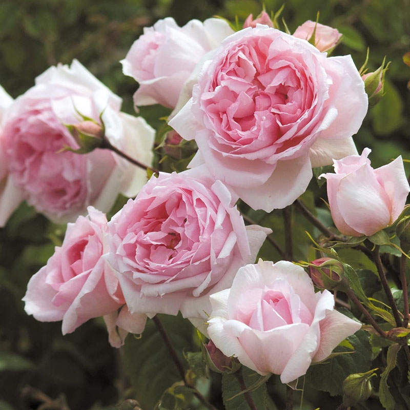 月季一加仑苗合集，浓香四溢玫瑰，抗病又好养，堪称移动的香水