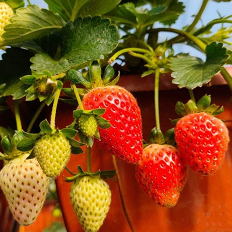 四季草莓苗盆栽    南北方均可种植