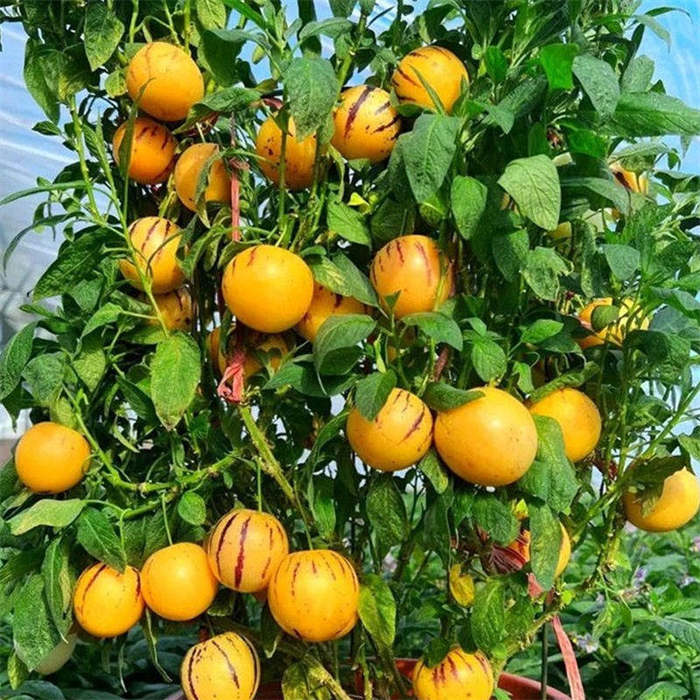 人参果盆栽  150#规格大苗   可开花可结果