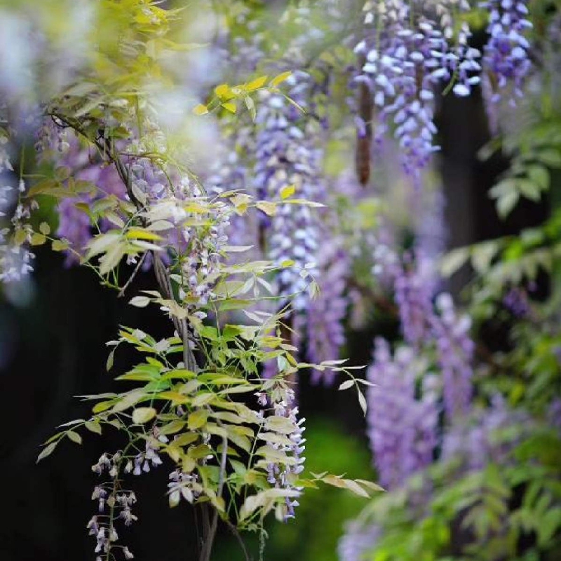 高杆紫藤花树苗  打造梦幻紫藤瀑布 枝长1.8m+ 10个品种 现挖现发  包对版
