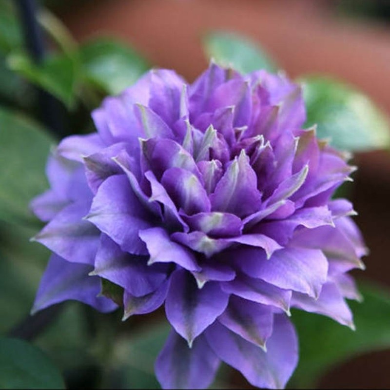 铁线莲合集  10*10营养钵小苗 庭院爬藤花卉 根系饱满