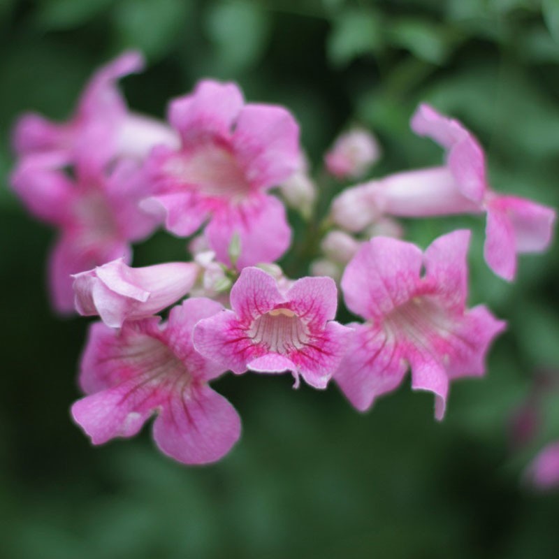 凌霄花 经典藤本花卉 管理粗放 适应性强 皮实好养