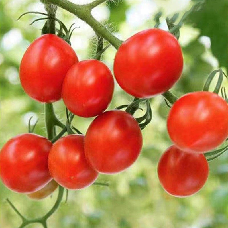 红鸟番茄 四季盆栽 矮生 可食用 带花发货