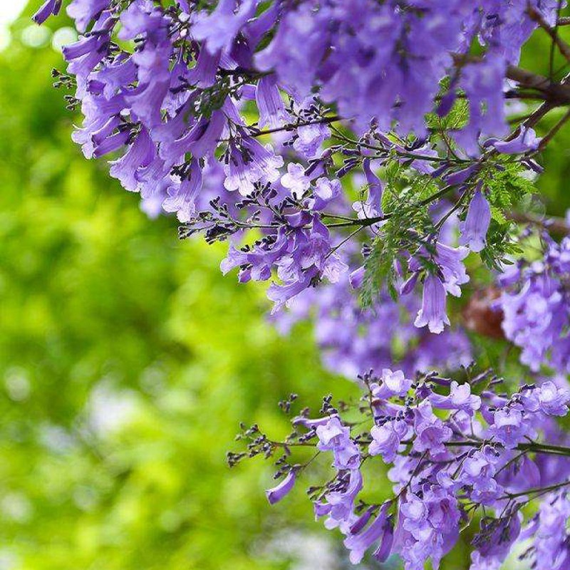 蓝花楹树苗 开花蓝紫色特浪漫 珍贵树苗 庭院种植 风景树