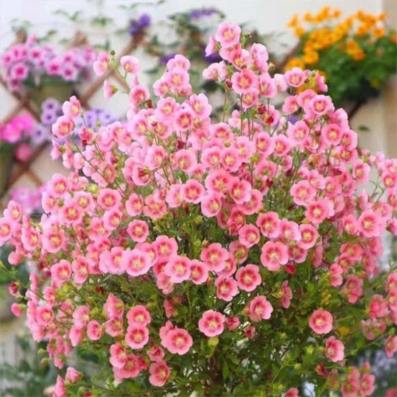 小木槿棒棒糖 四季开花 易爆盆 