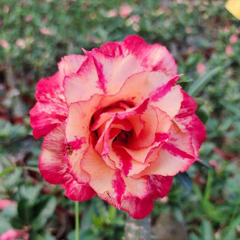 沙漠玫瑰12、13、15年苗 四季开花 室内客厅花卉 耐干好养