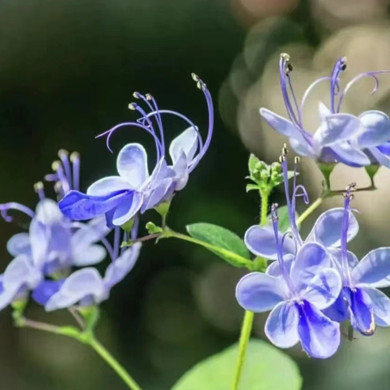 蓝蝴蝶 一加仑 开花精致花朵造型似蝴蝶