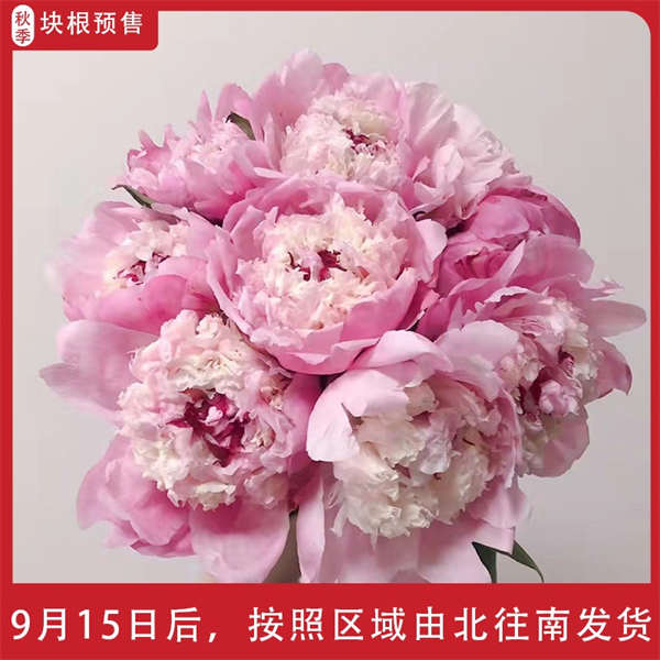 菏泽芍药 名花前列 开花比碗大 富贵吉祥
