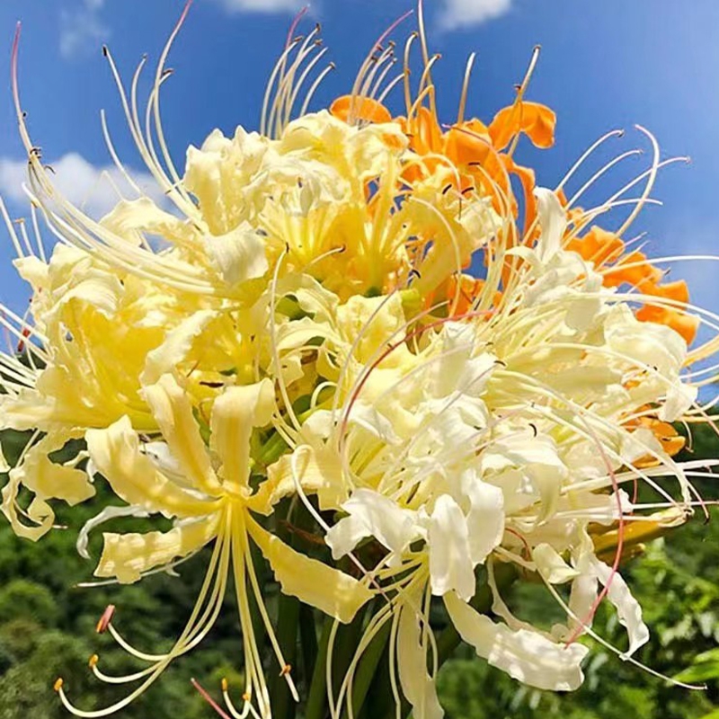 彼岸花种球 曼珠沙华 红蓝石蒜 室内阳台 见花不见叶 易养