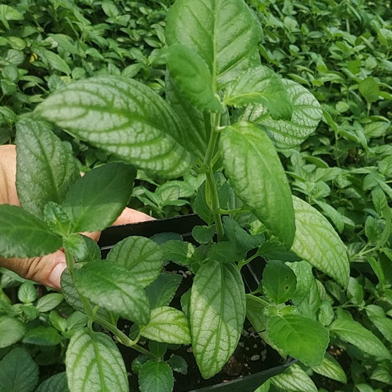 糯米香茶苗 室内绿植盆栽 浓香型糯米香茶