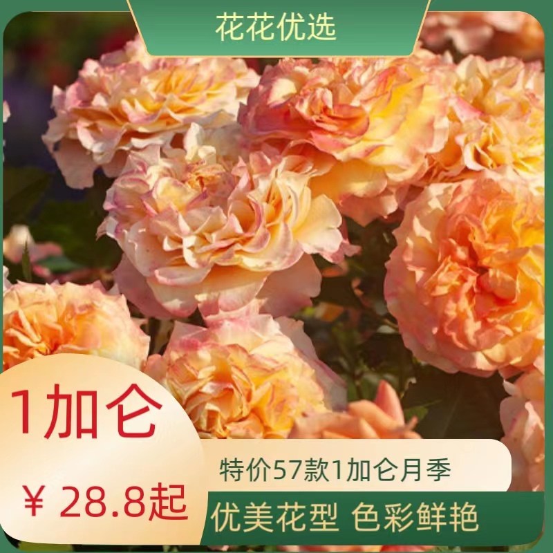 【特价57款月季】一加仑 月季合集  勤花、花大、带香味
