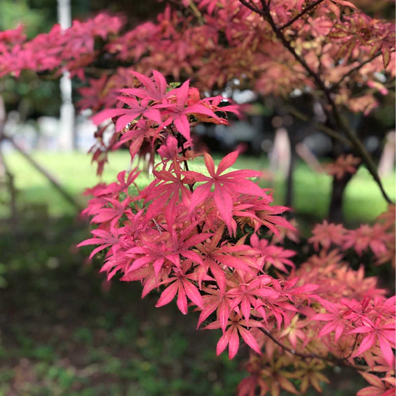 秋季日本红枫推荐 露天养护 爆发力强 25个品种可选