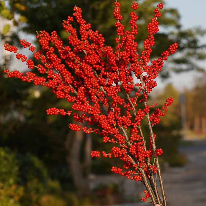 北美冬青切枝，花材界的“爱马仕”，春节年宵花材 ，喜庆美观！