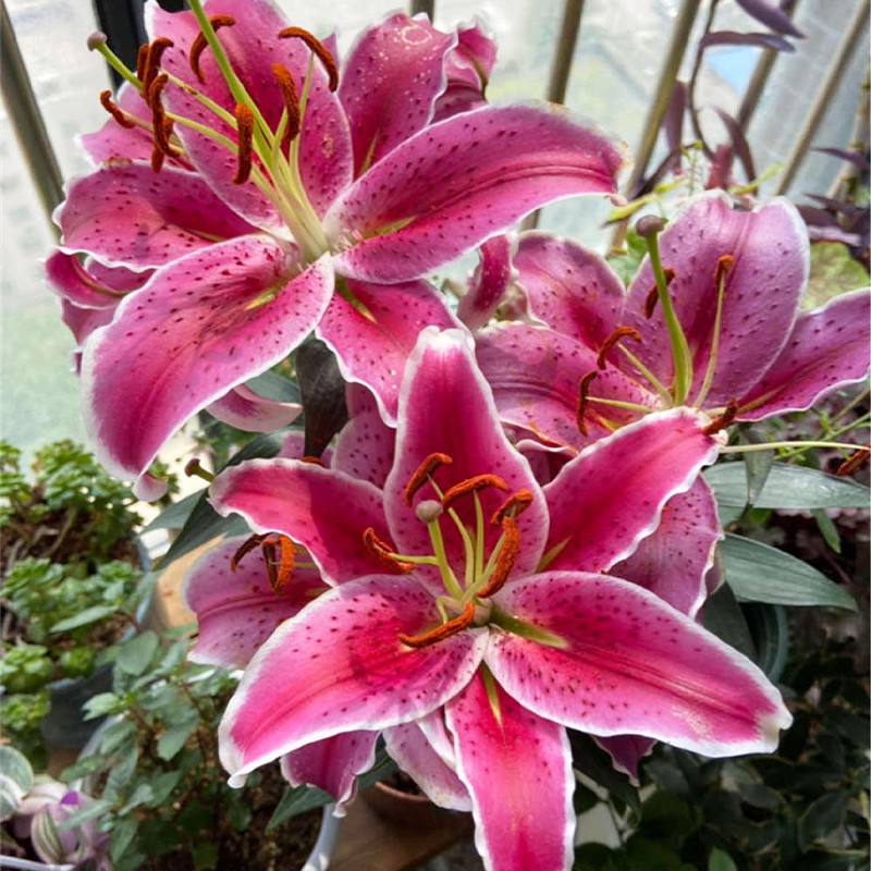 香水百合花 盆栽带花苞 开花浓香型 花卉好养 可水培鲜花