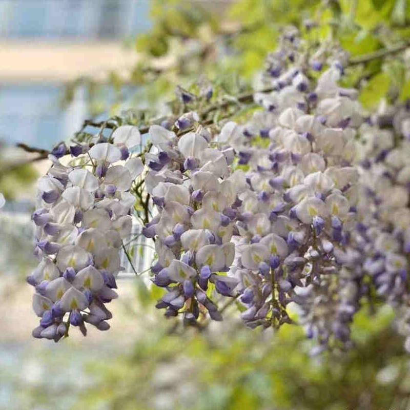 精品紫藤花 1加仑盆栽 裸根 浓香花卉 耐寒植物 轻松打造花瀑布