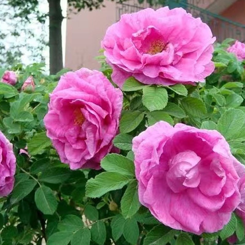 大马士革玫瑰  可食用的玫瑰花 可做玫瑰花茶 纯露 玫瑰酱 玫瑰酵素 香味浓郁 