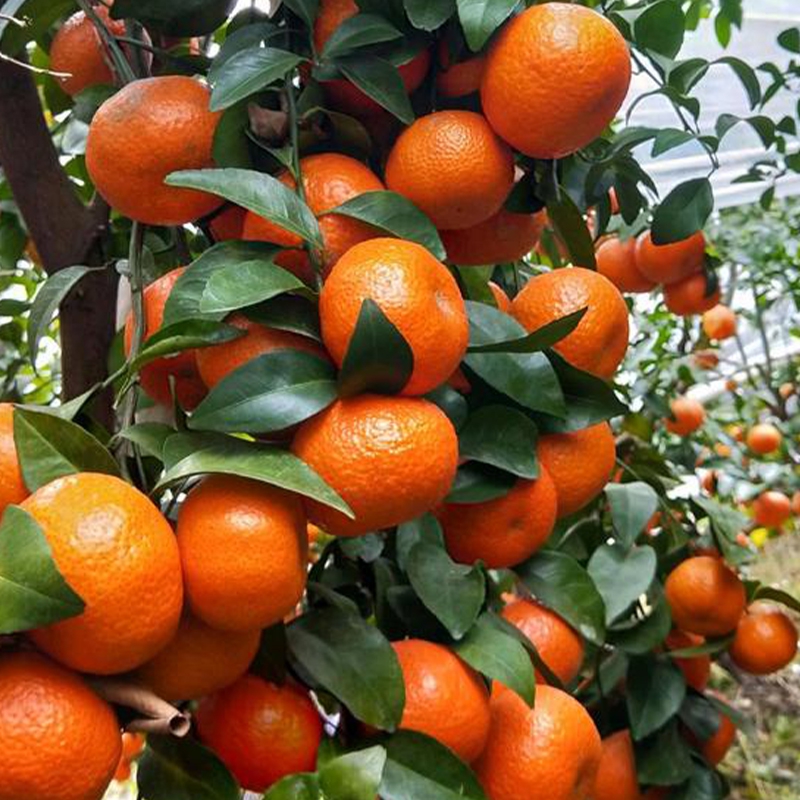 金秋砂糖橘树苗 1加仑方盆 庭院地栽  南北方种植 
