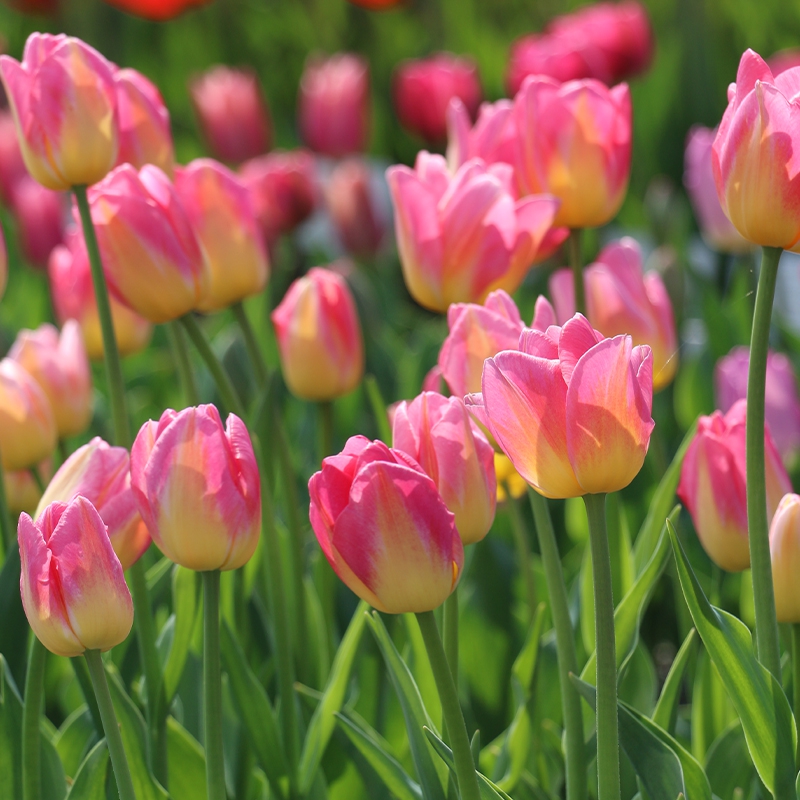 荷兰进口郁金香种球 5度球收到就种下开春开满花