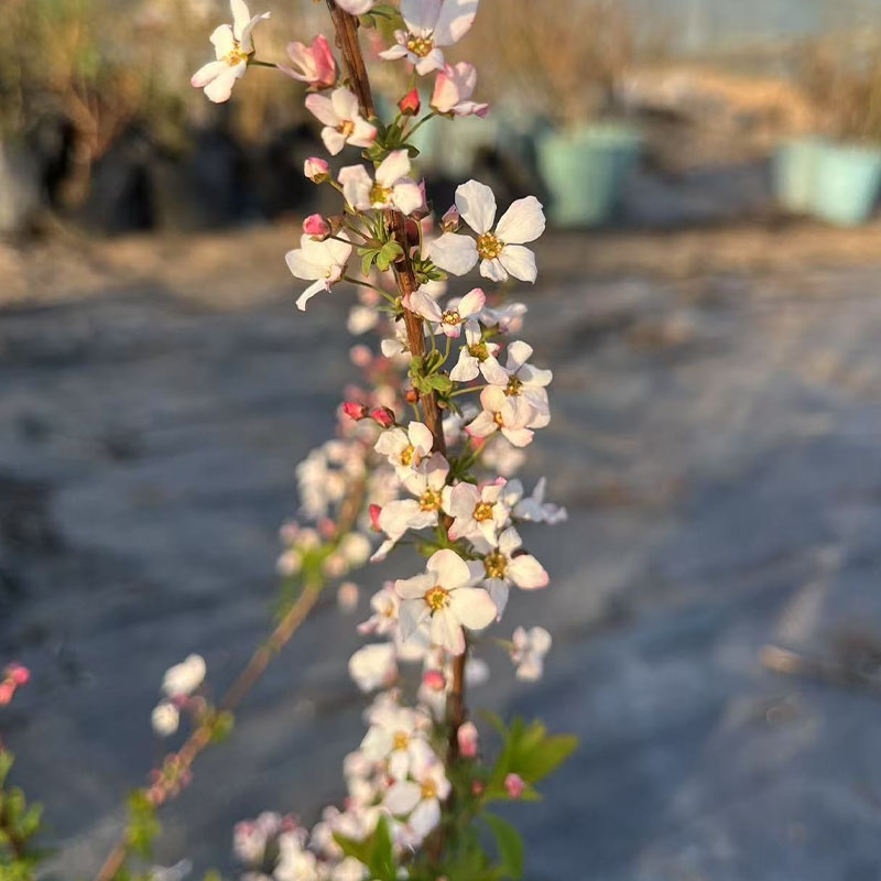 喷雪花盆栽 粉色 阳台庭院耐寒花卉植物原盆原土发货