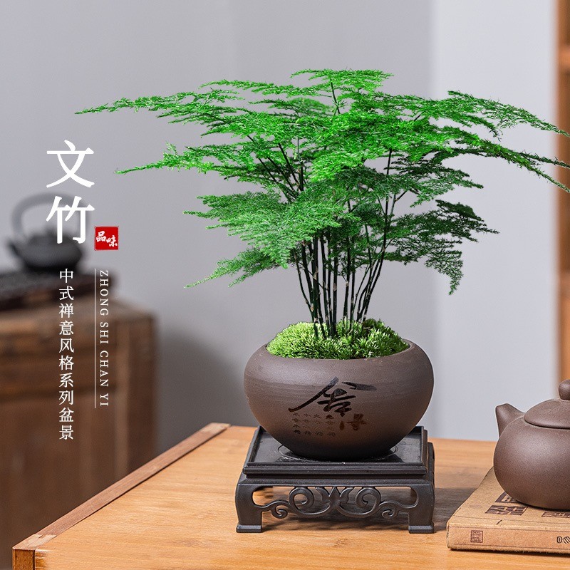 高端文竹盆栽植物办公室中式花卉盆栽造景小盆栽绿植