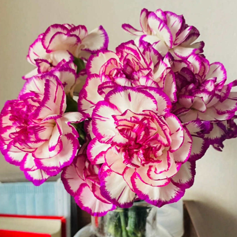 康乃馨 最适合送给母亲的花 开花又密又漂亮