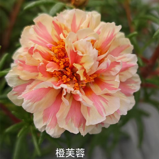 炫彩复瓣太阳花枝条新品上架