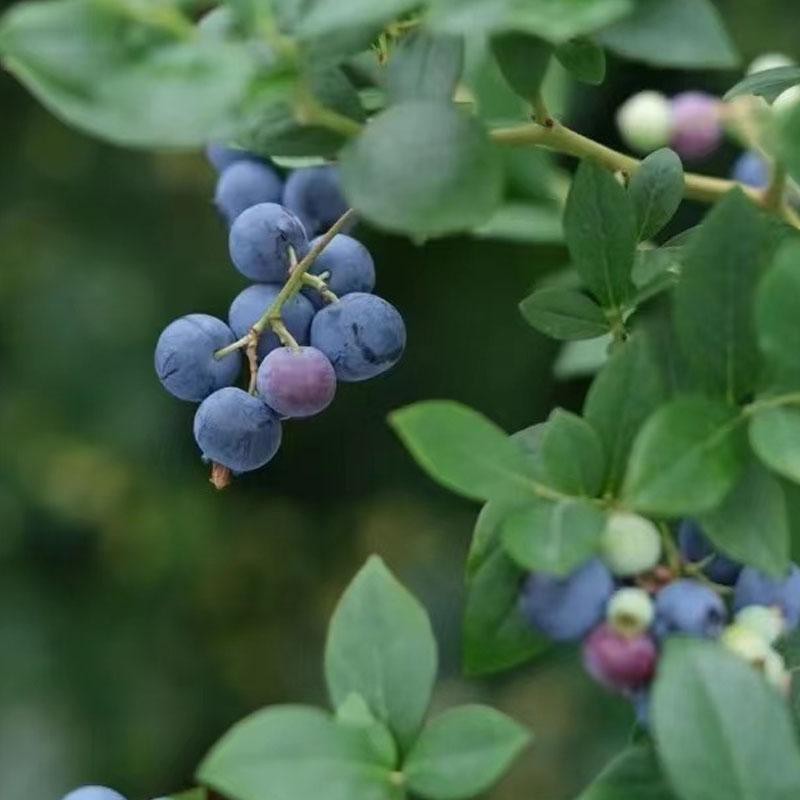 蓝莓果树苗 2加仑 超多花青素 可观赏可食用