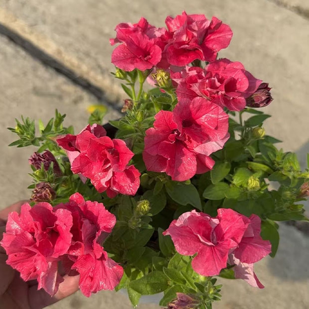重瓣矮牵牛花苗盆栽大规格阳台庭院造景爆花植物易养
