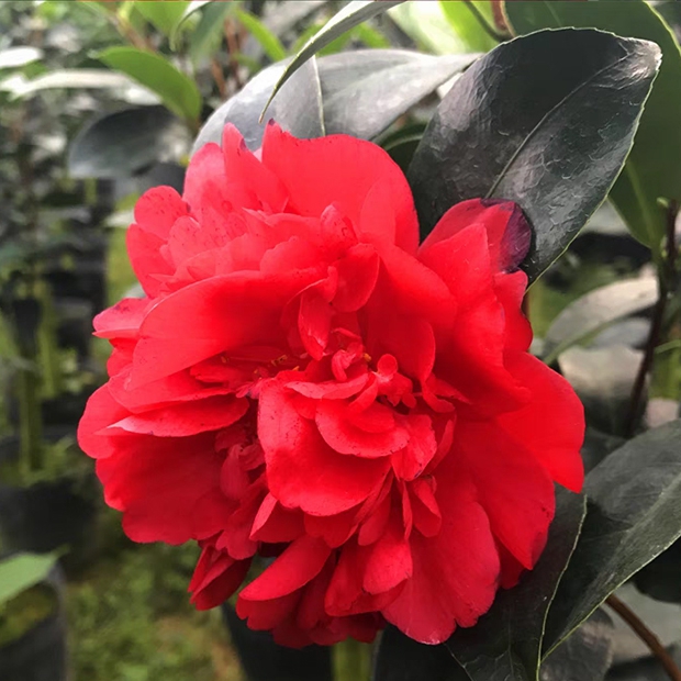 四季茶花盲盒 大红色山茶花 带花苞发货