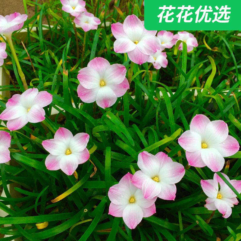风雨兰 胖丽丽 国王的赎金 非常可爱的品种  好养易活