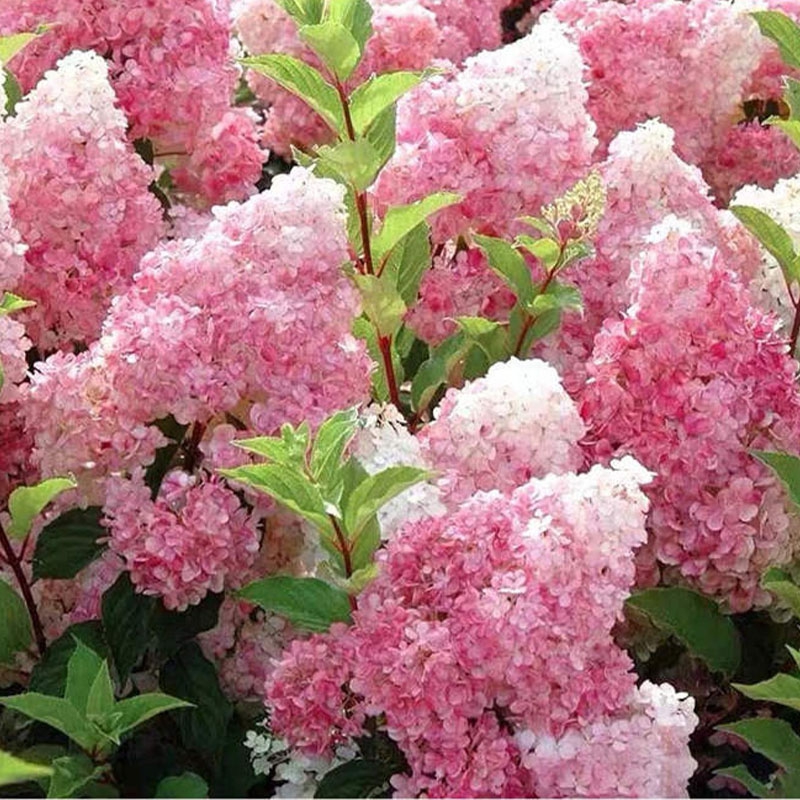 香草草莓盆栽花卉圆锥绣球庭院开花白粉色