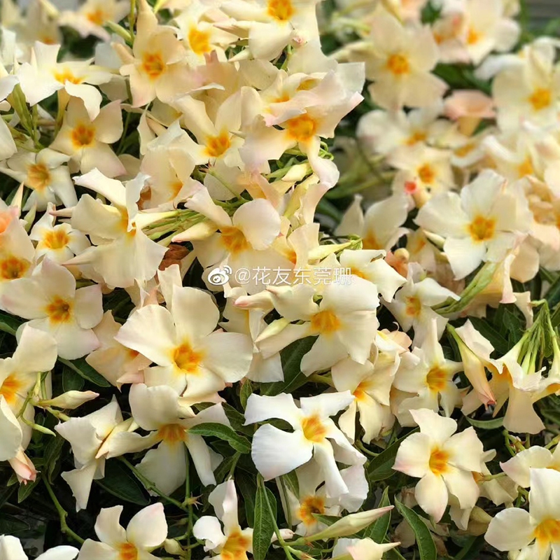 飘香藤盆栽花苗 0.5加仑 庭院花园 爬藤花卉 攀援植物