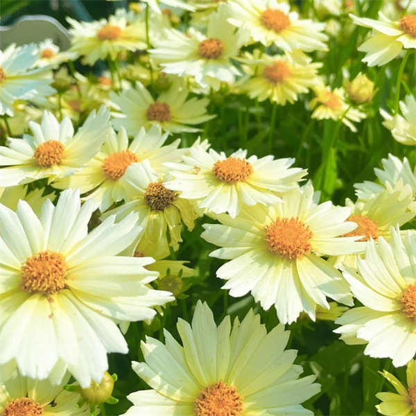 金鸡菊小闹钟盆栽 放院子里就能长 易成活易爆花