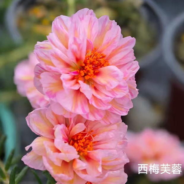 炫彩复瓣太阳花 穴盘苗 新品上架 