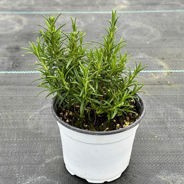 迷迭香盆栽 新鲜可食用 室内绿植花卉