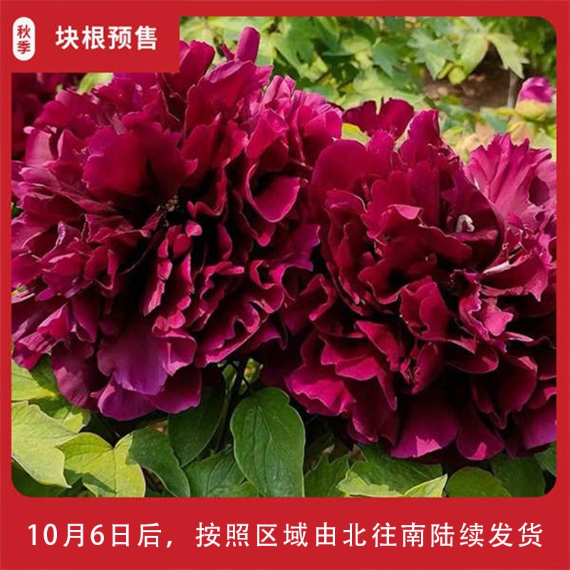 菏泽牡丹 五彩缤纷，雍容华贵，花中之王
