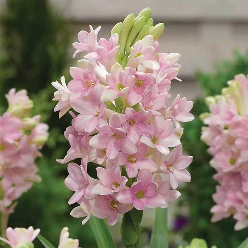 2加仑晚香玉  带花带花苞发货   耐热耐晒  清香四溢   阳台庭院 花园植物 易养花卉