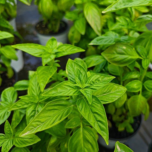 罗勒盆栽 新鲜可食用 室内绿植花卉